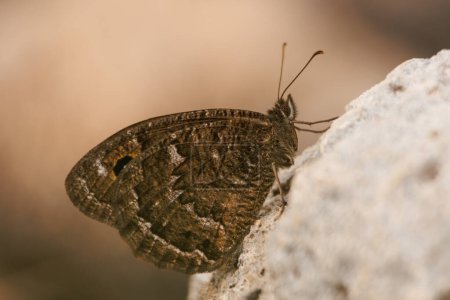 Satyrus papillon perché sur le rocher et beau bokeh dans la Sierra de Mariola de Alcoy, Espagne