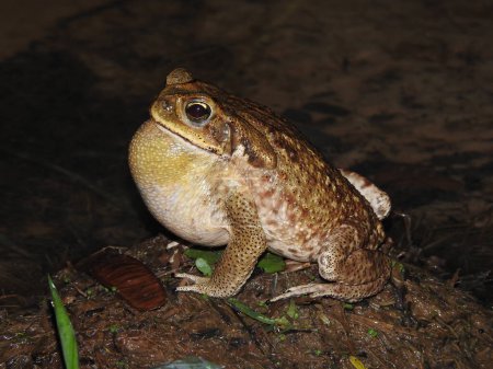 Cane Toad photographed during a night trail in the University 