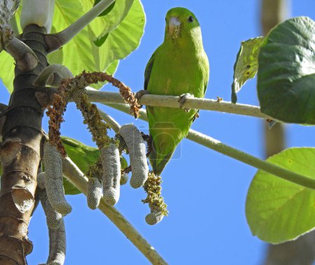 Photo for Blue-winged Parrotlet (Forpus xanthopterygius) eating Cecropia fruit. These birds mostly feed on Cecropia sp. fruits - Royalty Free Image