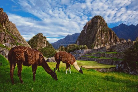 Deux lamas mangent de l'herbe dans la citadelle inca du Machu Picchu.