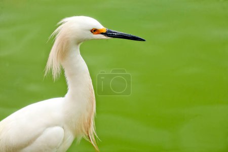 Photo for White heron on the lake - Royalty Free Image