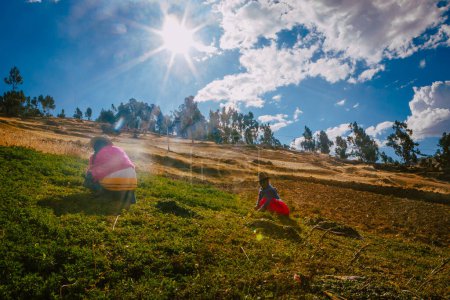 Téléchargez les photos : Des femmes plus âgées travaillant sur le terrain, coupant l'herbe pour nourrir le bétail. 27 septembre 2014 Huaraz, Pérou. - en image libre de droit