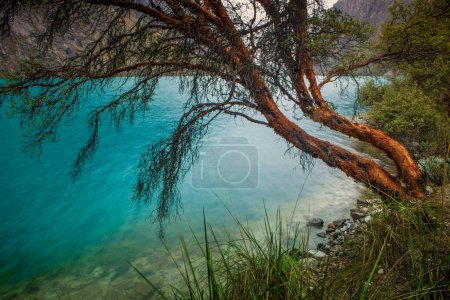 Téléchargez les photos : Lagune de Llanganuco, aux eaux cristallines et turquoise, dans la Cordillère Blanca, Montagnes Huaraz, Ancash, Pérou - en image libre de droit