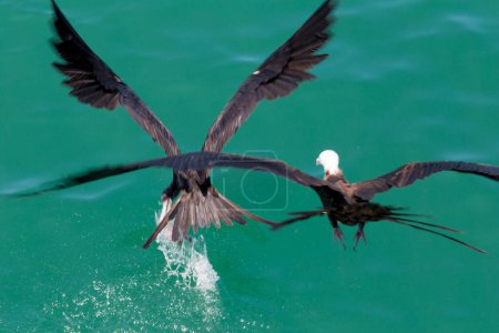 Téléchargez les photos : Troupeau de mouettes survolant le lac bleu - en image libre de droit
