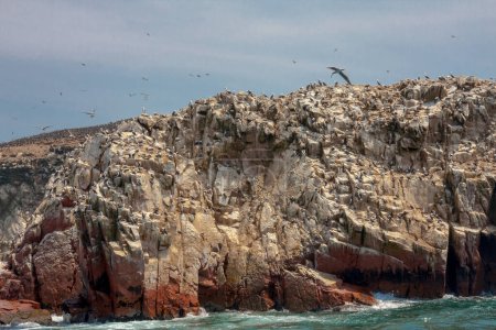 Téléchargez les photos : Les îles Ballestas, importante biodiversité marine et sports d'aventure pour l'écotourisme. Paracas Pérou, - en image libre de droit