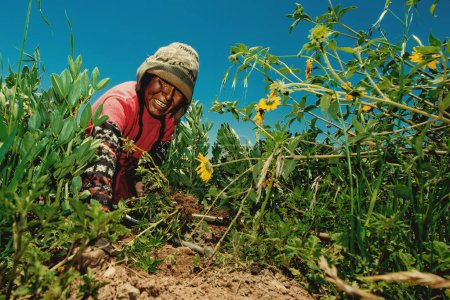 Téléchargez les photos : Mère et ses deux enfants travaillent dans son champ de haricots. 8 mars 2017, Taquile Island Puno Pérou. - en image libre de droit