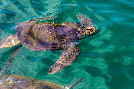 Téléchargez les photos : 10 février 2020, Mancora, Pérou : Les touristes s'amusent à nager avec des tortues marines - en image libre de droit