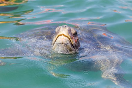 Téléchargez les photos : 10 février 2020, Mncora, Pérou : Les touristes s'amusent à nager avec des tortues marines - en image libre de droit