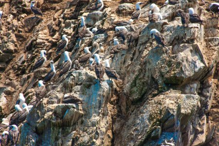 Foto de Islas Ballestas, importante biodiversidad marina y deportes de aventura para el ecoturismo. Paracas Perú, - Imagen libre de derechos