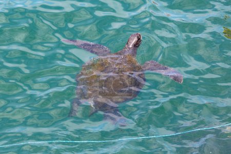 Téléchargez les photos : 10 février 2020 - Mancora, Pérou : Les touristes s'amusent à nager avec des tortues marines - en image libre de droit