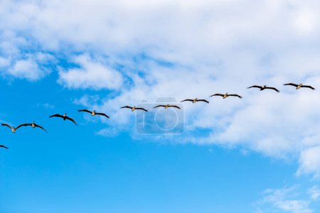 Téléchargez les photos : Troupeau de pélicans volant dans le ciel - en image libre de droit