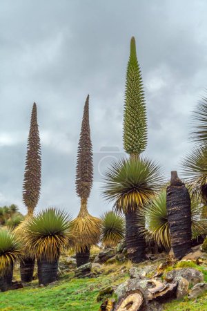Photo for Beautiful view of Puya Raimondii plants the endemic species of the high Andean zone of Bolivia and Peru - Royalty Free Image