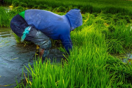 Foto de Enero 2018 - Camana, Perú: Plantación de arroz, la gente rompe el arroz pequeño para replantarlo en el campo más grande - Imagen libre de derechos