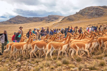 Téléchargez les photos : Le groupe des lamas dans la vallée - en image libre de droit
