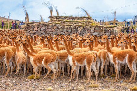 Foto de Vicuas, bandada de camellos en la Pampa Galeras, Ayacucho Perú - Imagen libre de derechos