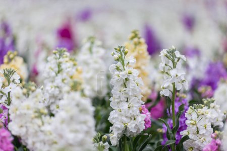 Foto de Hermosas flores de lavanda en el jardín - Imagen libre de derechos
