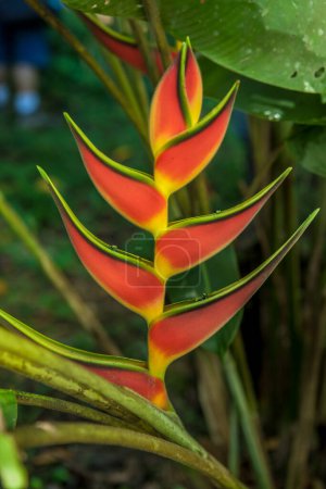 Téléchargez les photos : Gros plan de fleurs tropicales rouges et jaunes dans la nature - en image libre de droit
