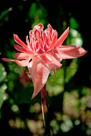 Téléchargez les photos : Gros plan de belle fleur rose - en image libre de droit