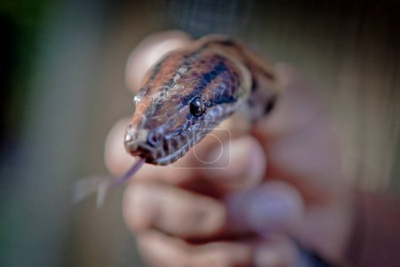 Foto de Un primer plano de una mano sosteniendo una serpiente - Imagen libre de derechos