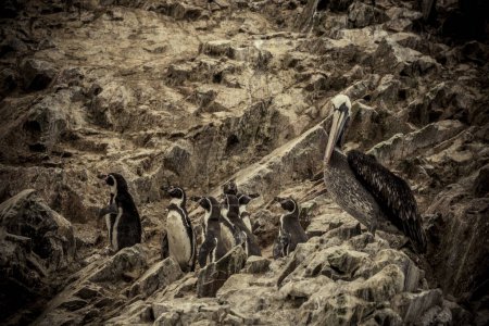 Téléchargez les photos : Vue d'un lion de mer dans les îles Ballestas Paracas Pérou - en image libre de droit