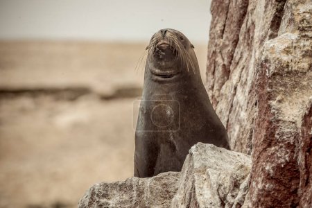 Téléchargez les photos : Otarie sur le rocher Paracas Pérou - en image libre de droit