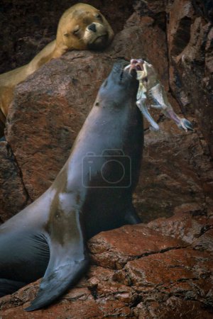 Téléchargez les photos : Lion de mer dans l'eau Paracas Pérou - en image libre de droit