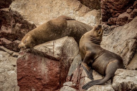 Foto de Un lobo marino en la roca del océano Paracas Perú - Imagen libre de derechos