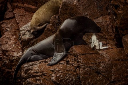 Photo for Two sea lions in the galapagos islands Paracas Peru - Royalty Free Image