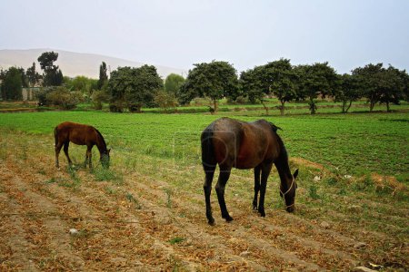 Foto de Dos caballos en el campo - Imagen libre de derechos