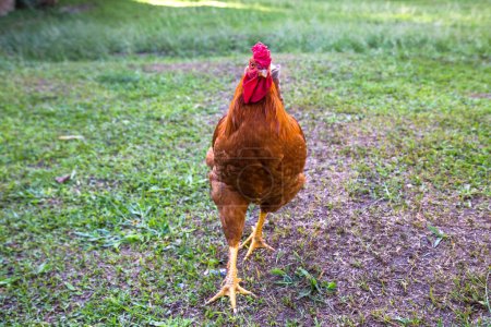 Foto de Un primer plano de un gallo en el jardín - Imagen libre de derechos