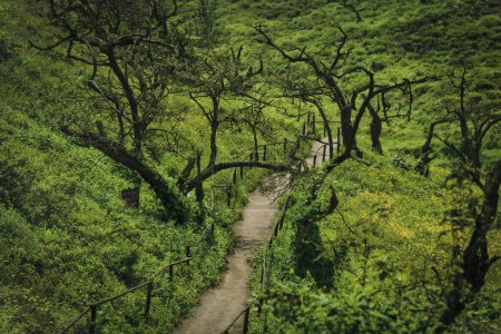 Foto de Lachay Hills, Perú, hermoso paisaje con un árbol en el bosque - Imagen libre de derechos