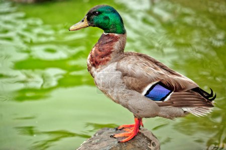 Photo for Duck in the pond - Royalty Free Image