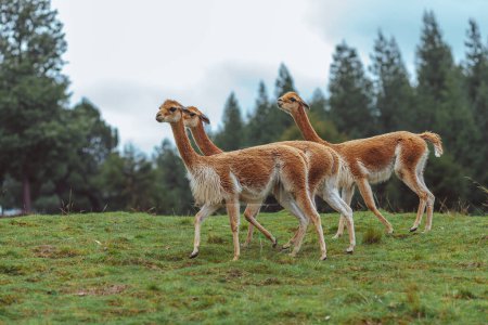 Photo for Group of red llama in the zoo - Royalty Free Image