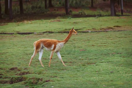 Photo for Vicuna grazing in the field of the andes, peru - Royalty Free Image