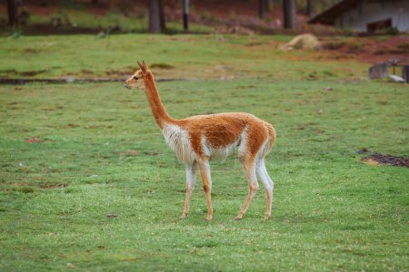 Téléchargez les photos : Jeune girafe dans le zoo - en image libre de droit