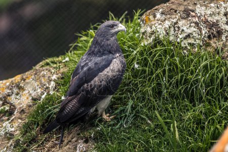 Téléchargez les photos : Aigle à queue noire (aeetus chryetus) perché dans un rocher. - en image libre de droit