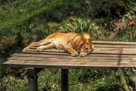 Foto de León durmiendo en el banco del zoológico - Imagen libre de derechos