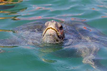 Téléchargez les photos : Tortue de mer avec eau - en image libre de droit