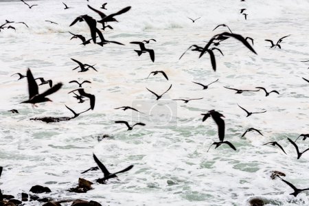 Téléchargez les photos : Mouettes volent dans la mer. - en image libre de droit