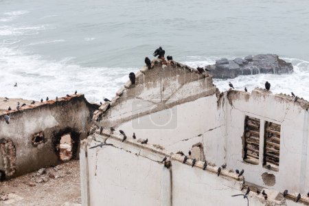 Téléchargez les photos : Mouettes sur le mur dans la ville de porto, Portugais - en image libre de droit