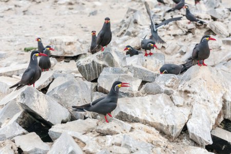Téléchargez les photos : Noir - morant ailé (phalacrocorax carbo) en vol sur roche, cormoran, nordique - en image libre de droit