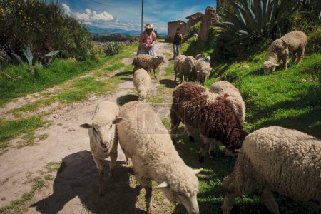 Téléchargez les photos : Le troupeau de moutons dans la ferme - en image libre de droit