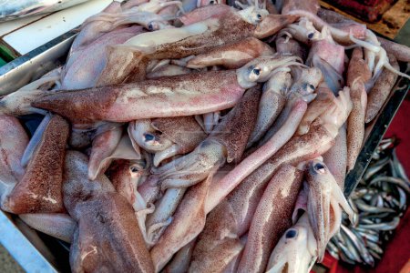 calamares frescos en el mercado