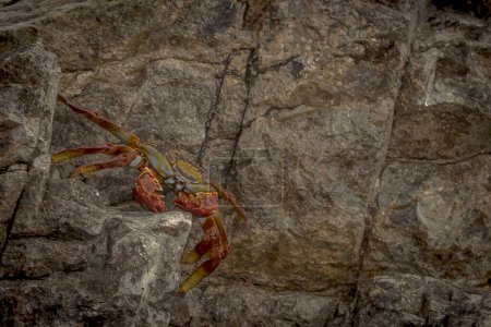 Photo for Red crab on the rock. - Royalty Free Image