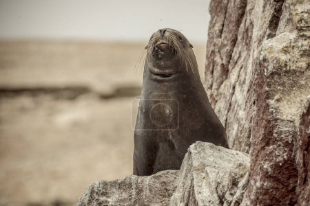 Photo for Lion seals, patagonia, chile - Royalty Free Image