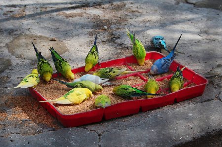 parrots on the ground, close up