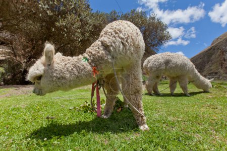 Photo for Alpaca in peru. south america. - Royalty Free Image