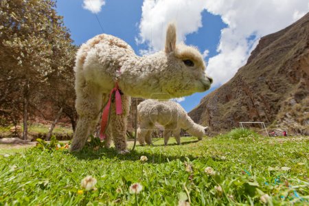 Téléchargez les photos : Mignon lama sur un jour ensoleillé - en image libre de droit