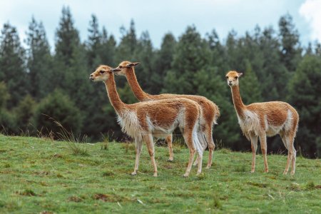 The Vicuna, is a wild camelid with short and very fine hair that lives in the Peruvian Andes