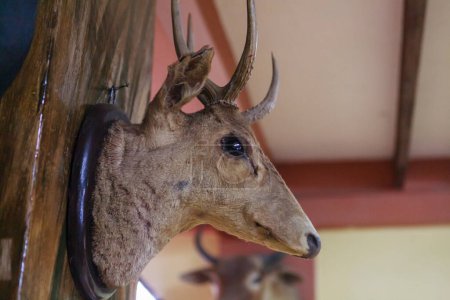decorative deer head on the wall